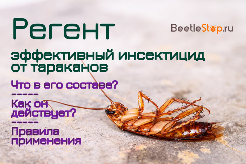 Regent - en effektiv insektsmedel mot kackerlackor