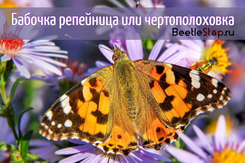 Butterfly tistel