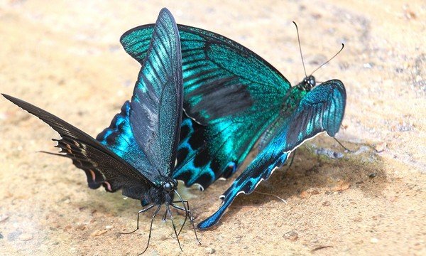 Kaibig-ibig Maak Butterfly Sailboats