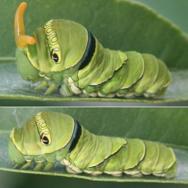 Caterpillar met hoorns