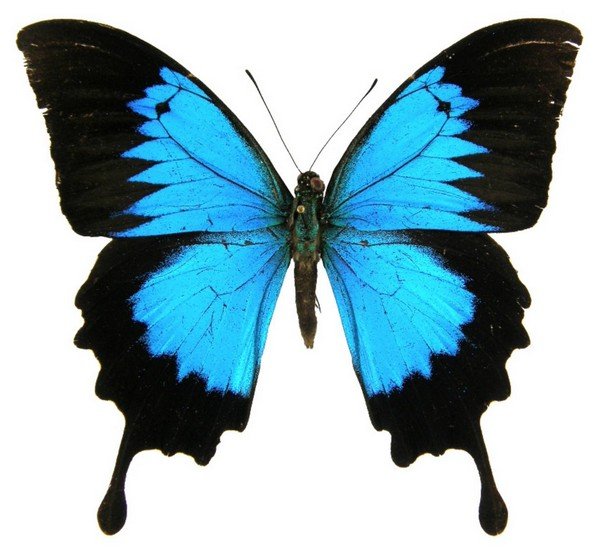 Fjäril med blå vingar