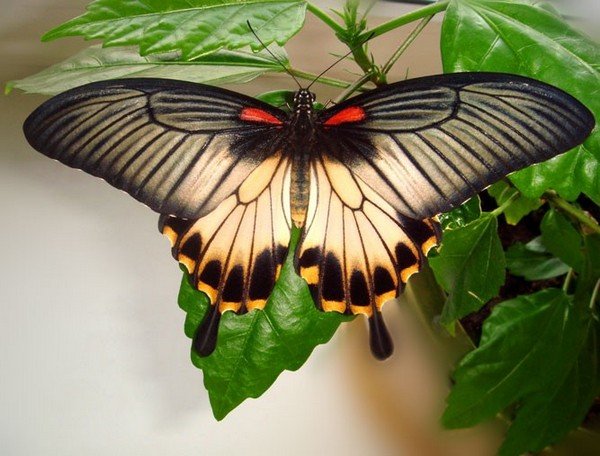 Úlovek motýlů