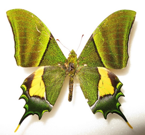 Зелена голяма пеперуда Theinopalpus
