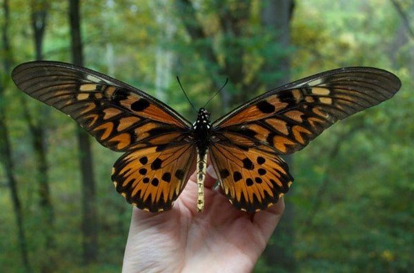 Papillon géant