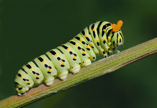 Sailboat Butterfly Caterpillar
