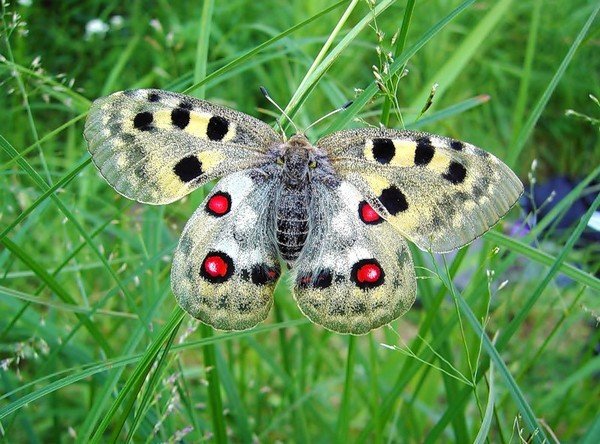 En sjelden sommerfugl fra slekten Parnassius