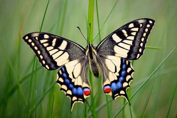 Papiliomachaon ou Swallowtail Swallowtail