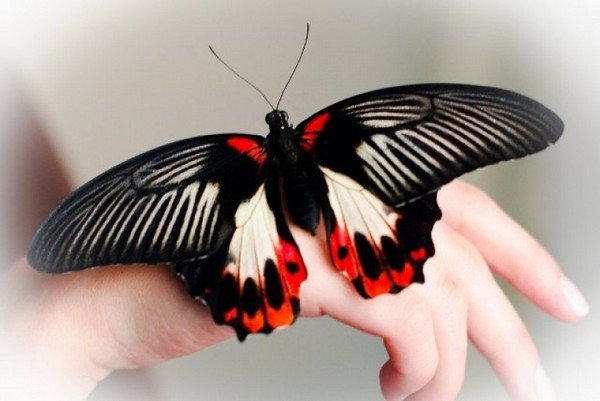 Papillon nommé d'après le comte Rumyantsev