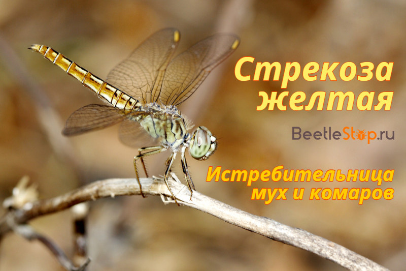 Yellow dragonfly