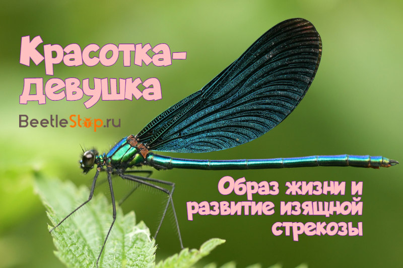 Dragonfly kauneus tyttö