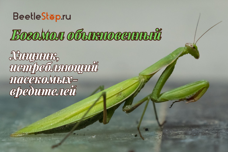 Common mantis