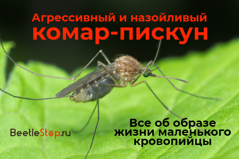 Grincement de moustique