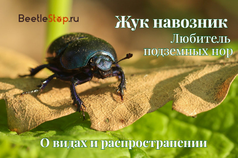 Escarabajo de estiércol