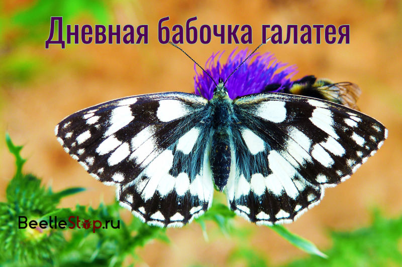 Papillon Galatea