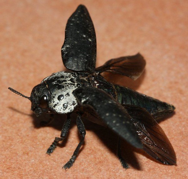 Escarabajo extendió sus alas