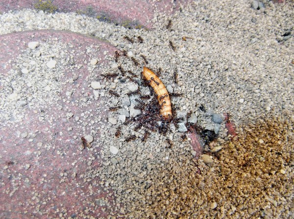 Ants caught prey