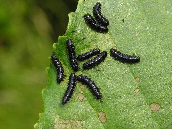 Larva memberi makan pada dedaunan