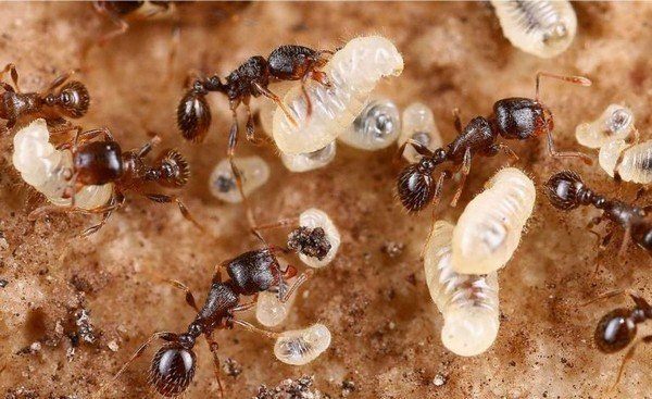 Descendance de fourmis
