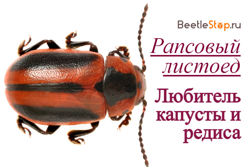 Kumbang daun rapeseed
