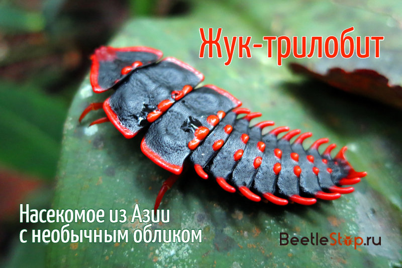Kumbang trilobite