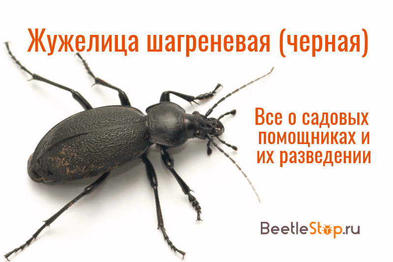 Escarabajo de tierra Shagreen