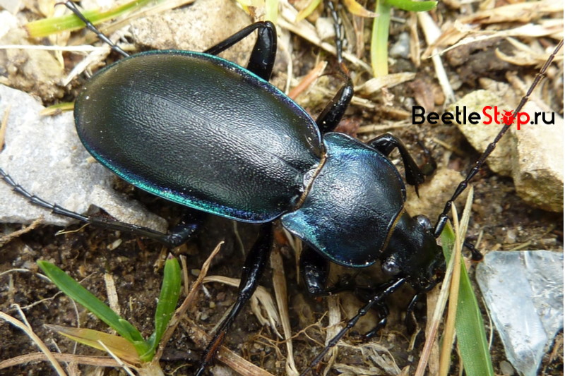convex beetle
