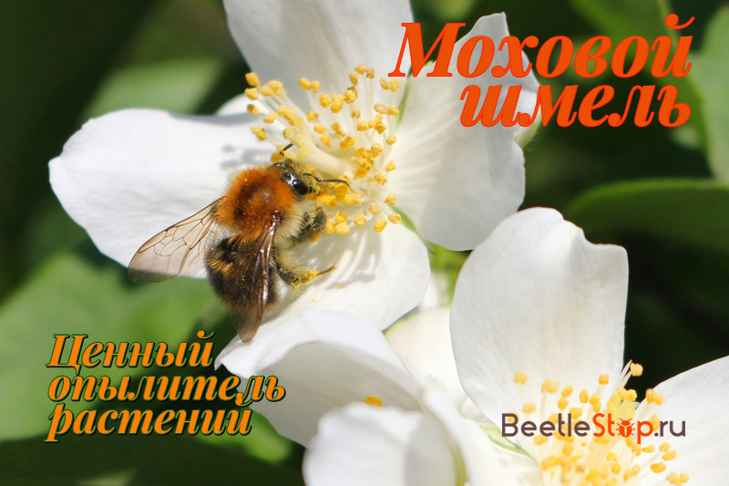 Moss Bumblebee
