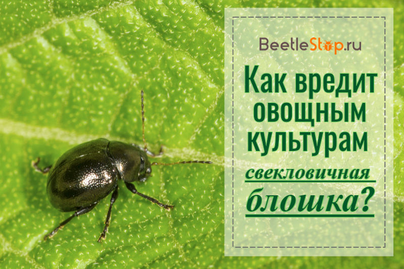 Beetroot flea