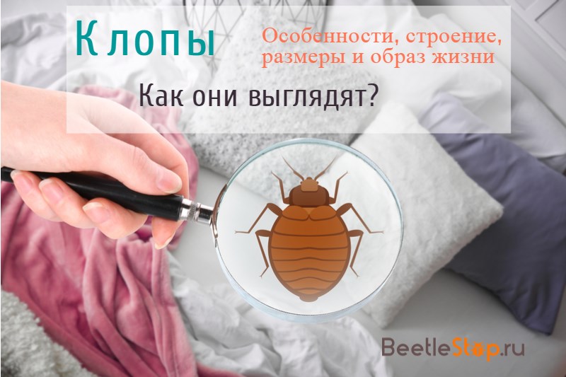 insecte del llit